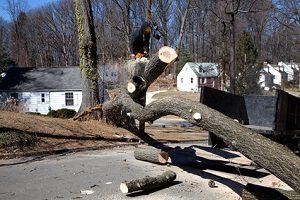 Fredericksburg Tree Trimming